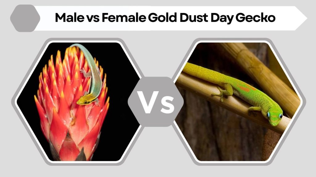 Male vs Female Gold Dust Day Gecko