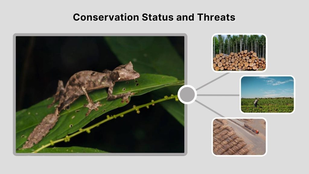 Conservation Status and Threats