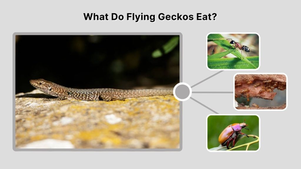 What Do Flying Geckos Eat?
