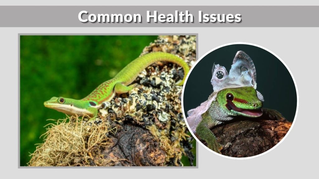 Common Health Issues