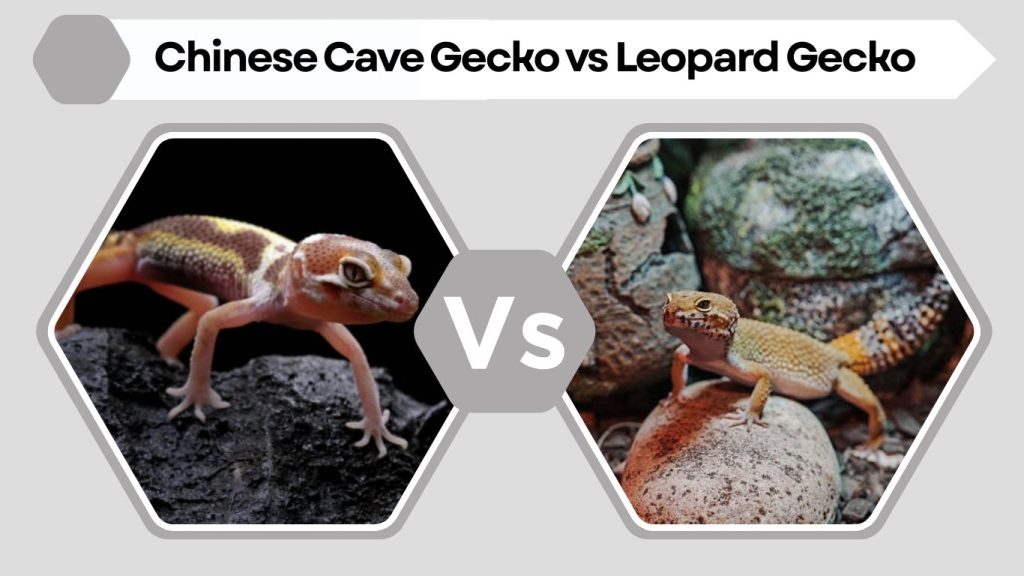 Chinese Cave Gecko vs Leopard Gecko