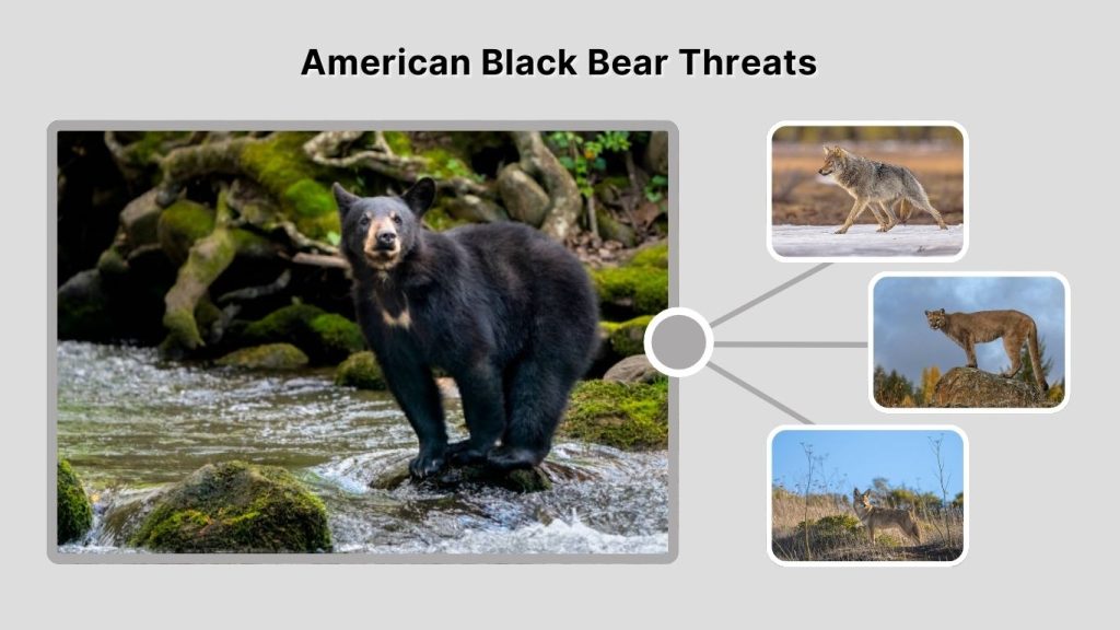 American Black Bear Threats