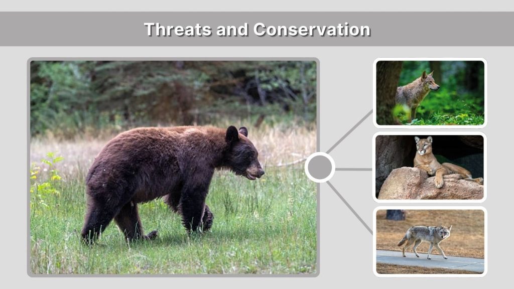 Threats and Conservation