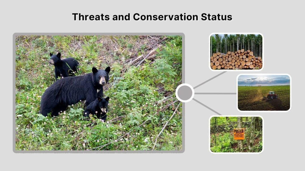 Threats and Conservation Status