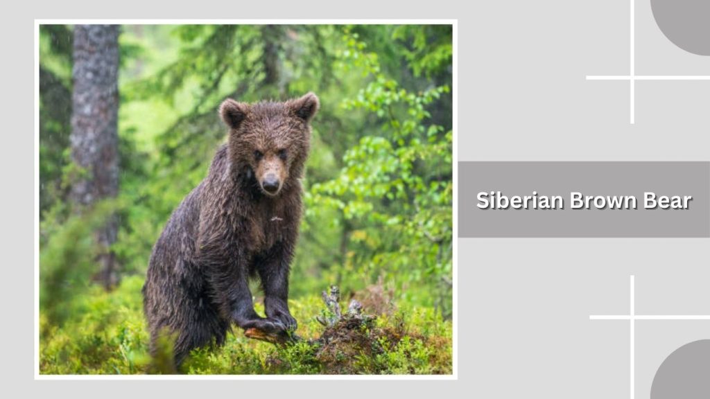 Siberian Brown Bear