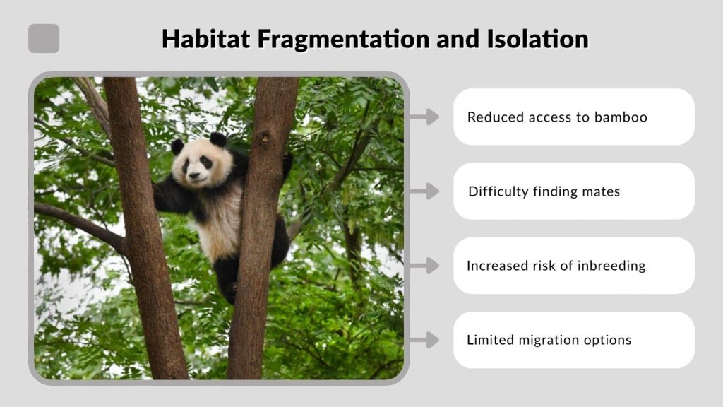 Habitat Fragmentation and Isolation