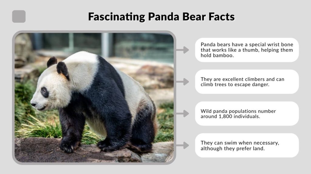 Fascinating Panda Bear Facts