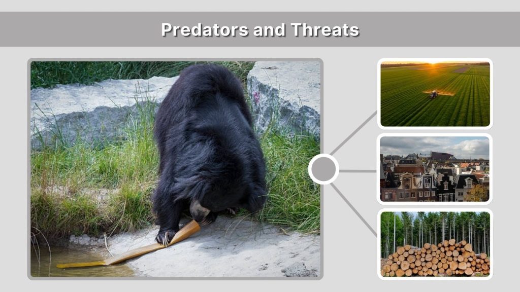 Predators and Threats