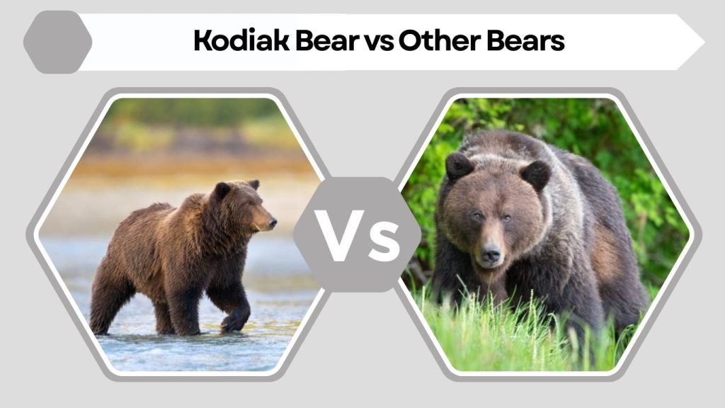 Kodiak Bear vs Other Bears