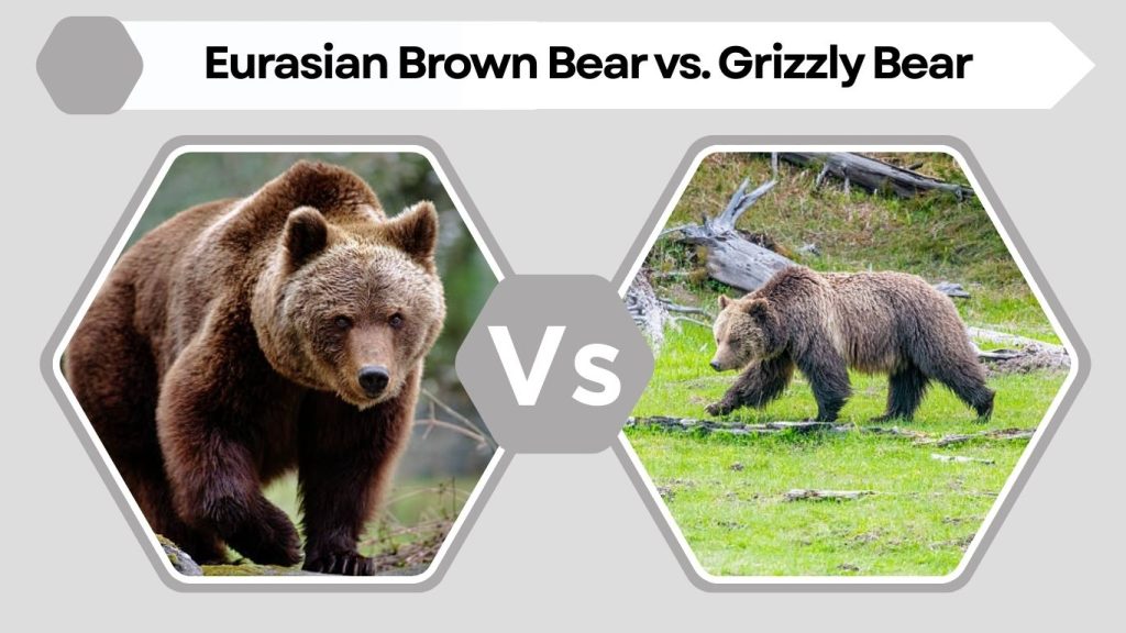 Eurasian Brown Bear vs. Grizzly Bear
