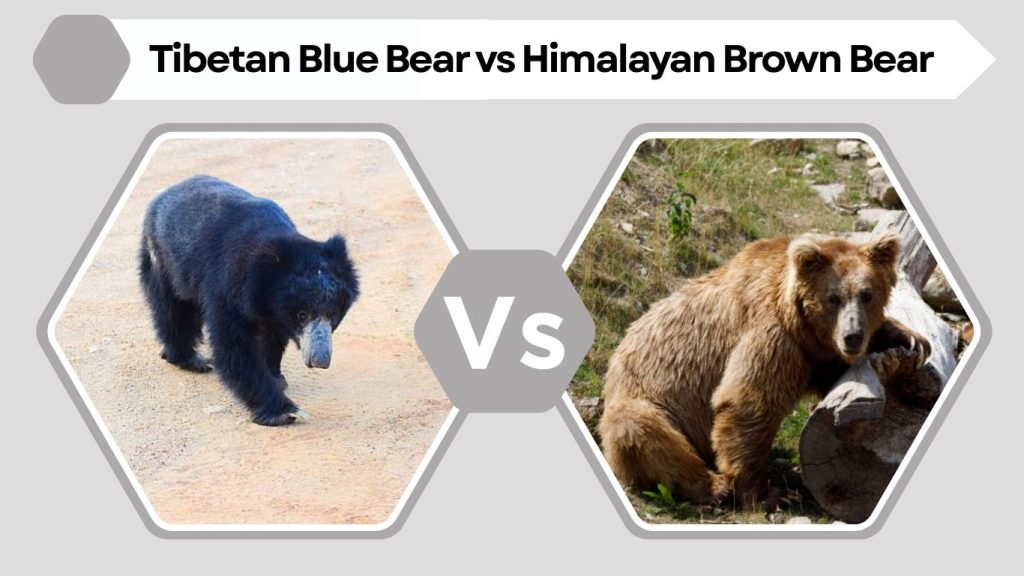 Tibetan Blue Bear vs Himalayan Brown Bear