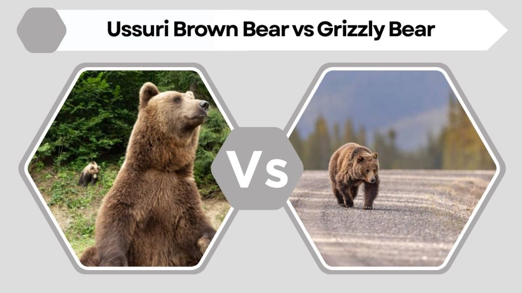 Ussuri Brown Bear vs Grizzly Bear