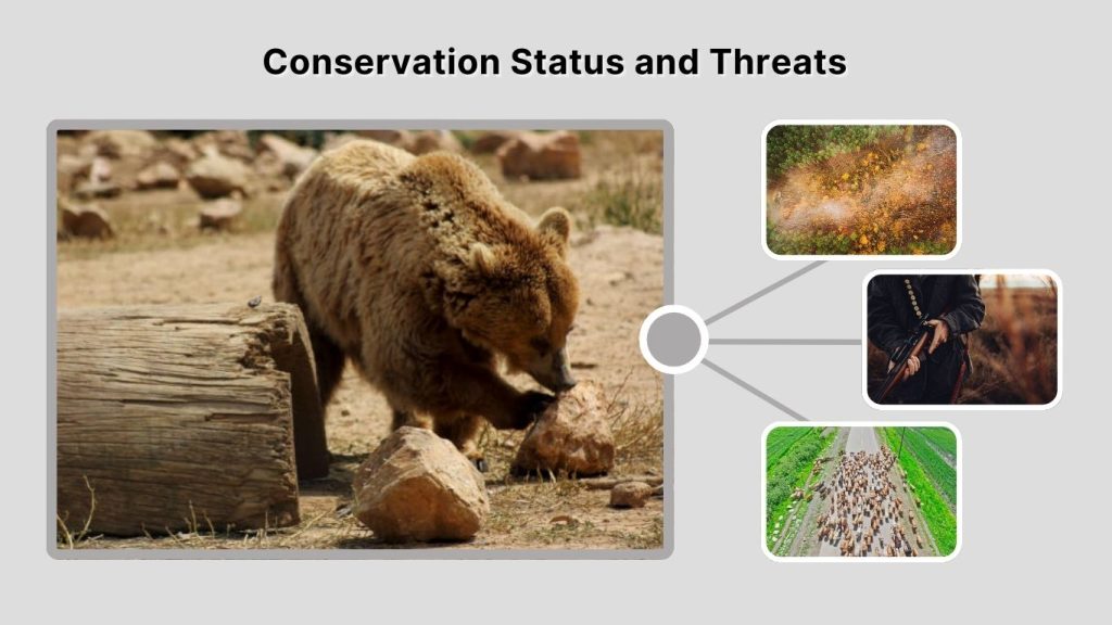 Conservation Status and Threats