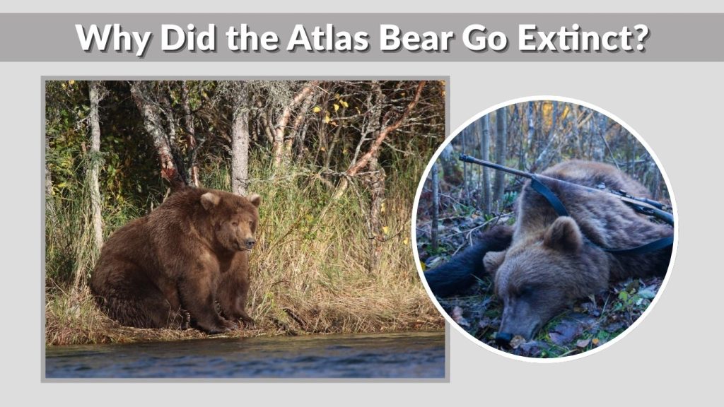 Why Did the Atlas Bear Go Extinct?