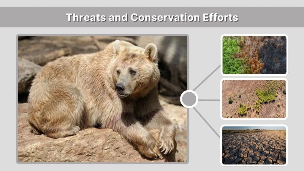 Threats and Conservation Efforts