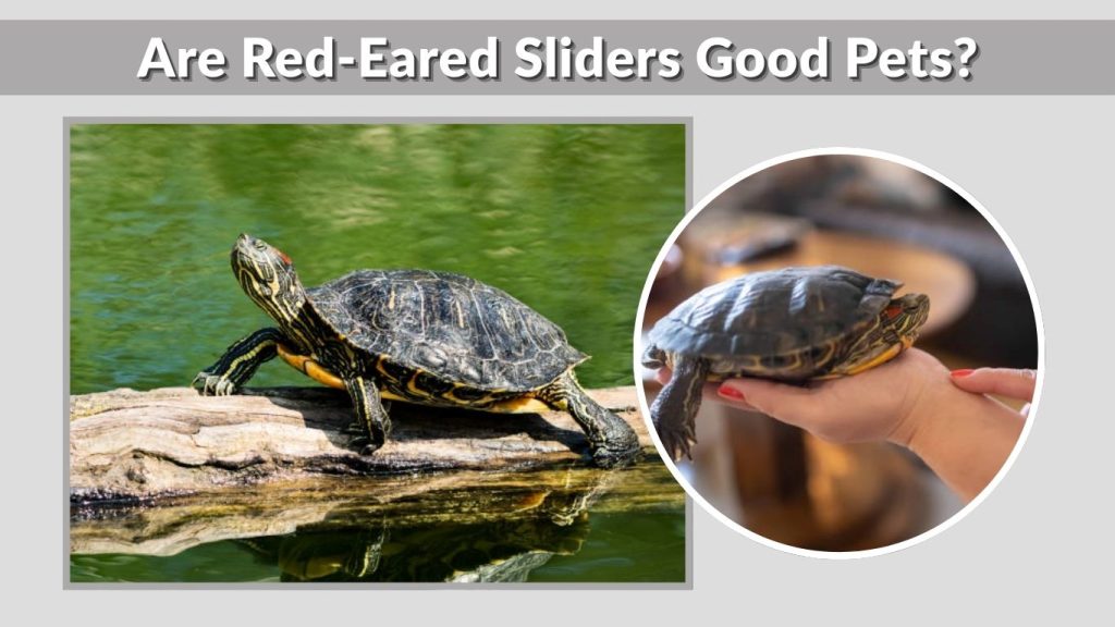 Are Red-Eared Sliders Good Pets?