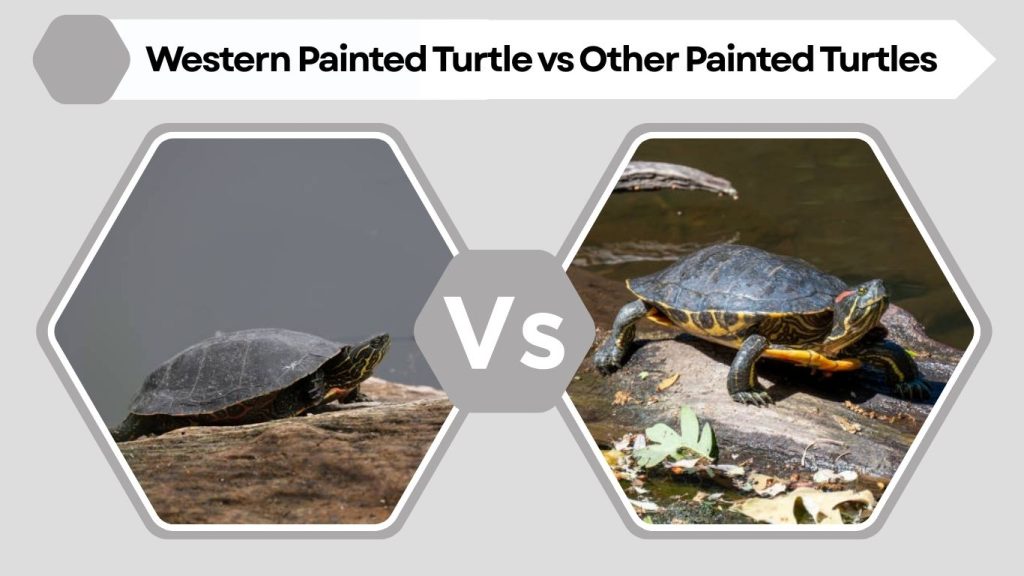 Western Painted Turtle vs Other Painted Turtles
