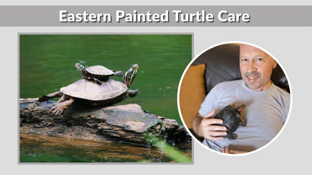 Eastern Painted Turtle Care (Pet Guide Section)