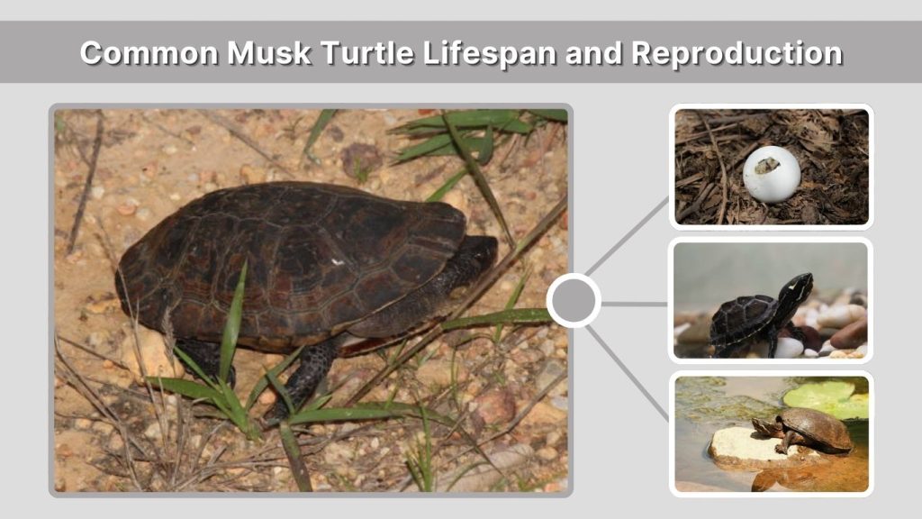 Common Musk Turtle Lifespan and Reproduction
