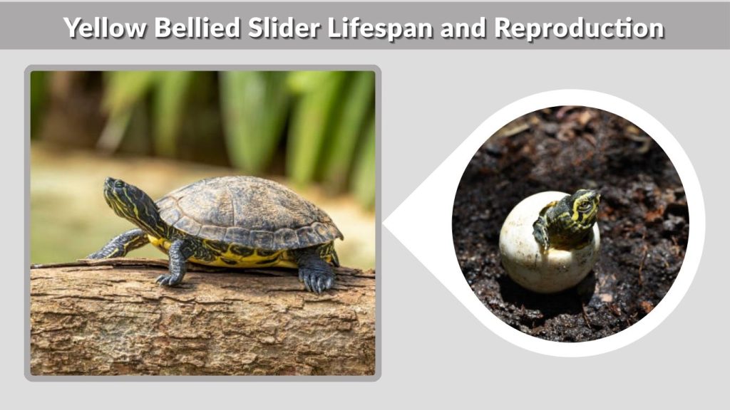 Yellow Bellied Slider Lifespan and Reproduction