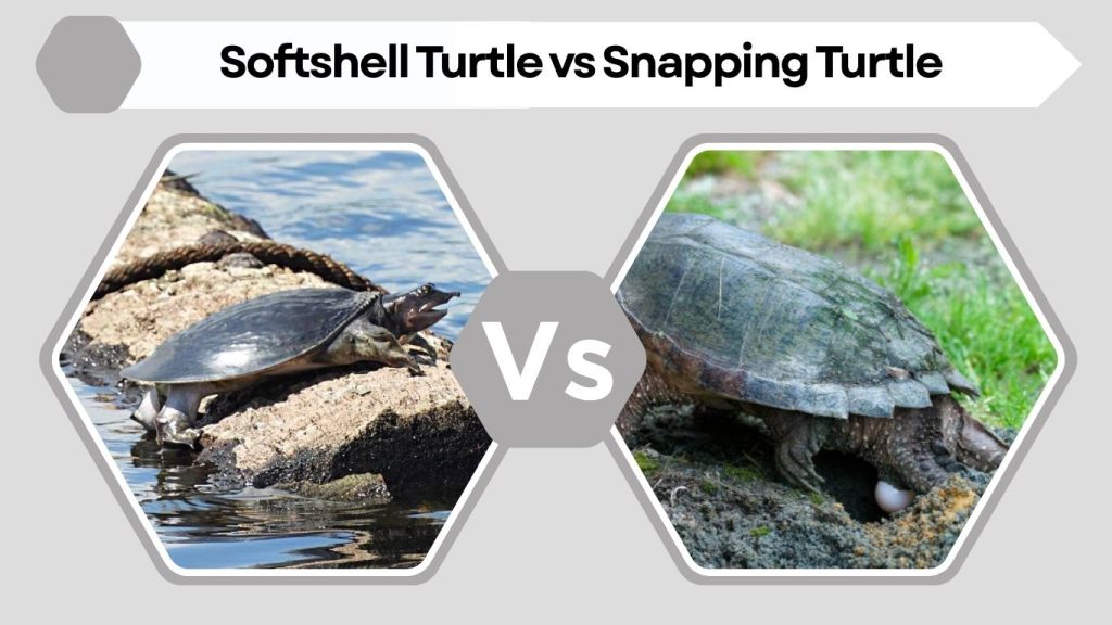 Softshell Turtle vs Snapping Turtle