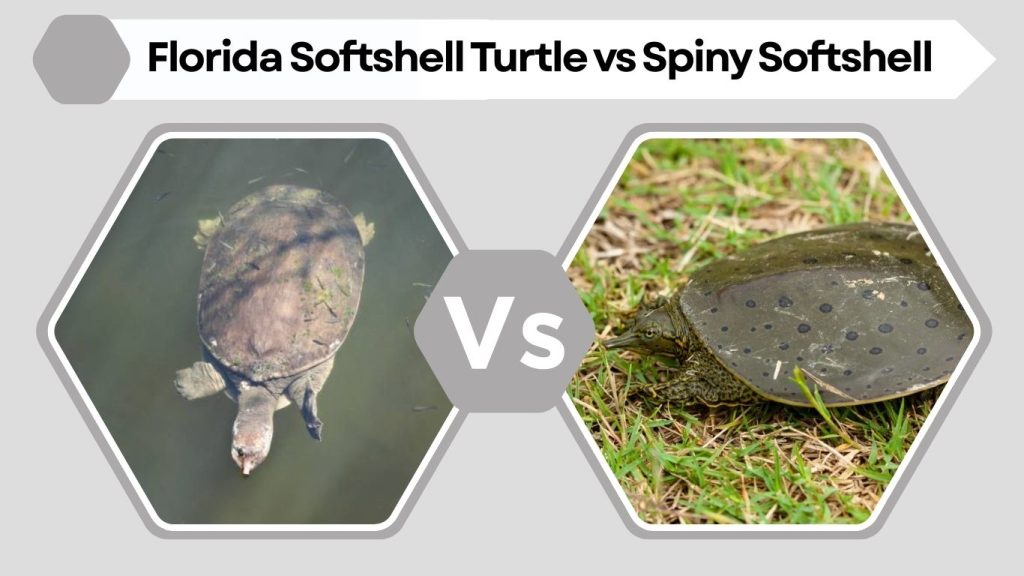 Florida Softshell Turtle vs Spiny Softshell