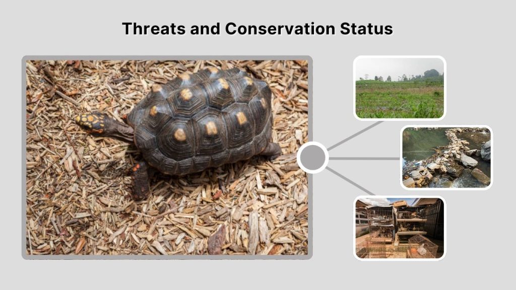 Threats and Conservation Status