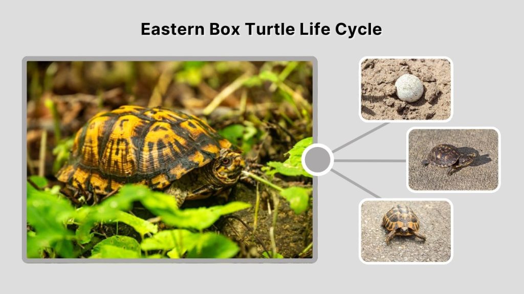 Eastern Box Turtle Life Cycle
