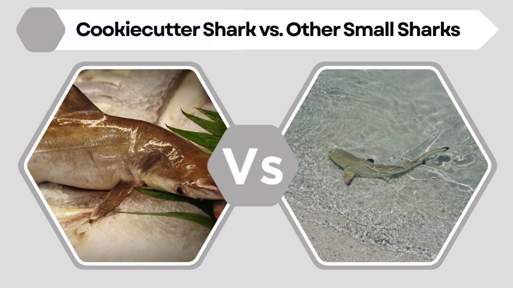 Cookiecutter Shark vs. Other Small Sharks