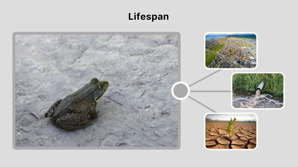 Lifespan