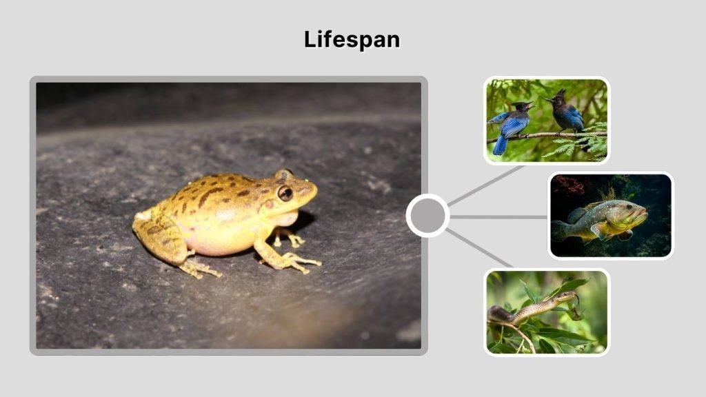 Lifespan