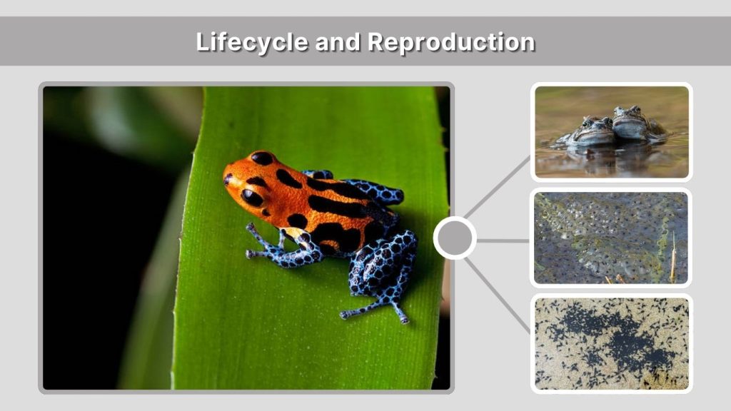 Lifecycle and Reproduction