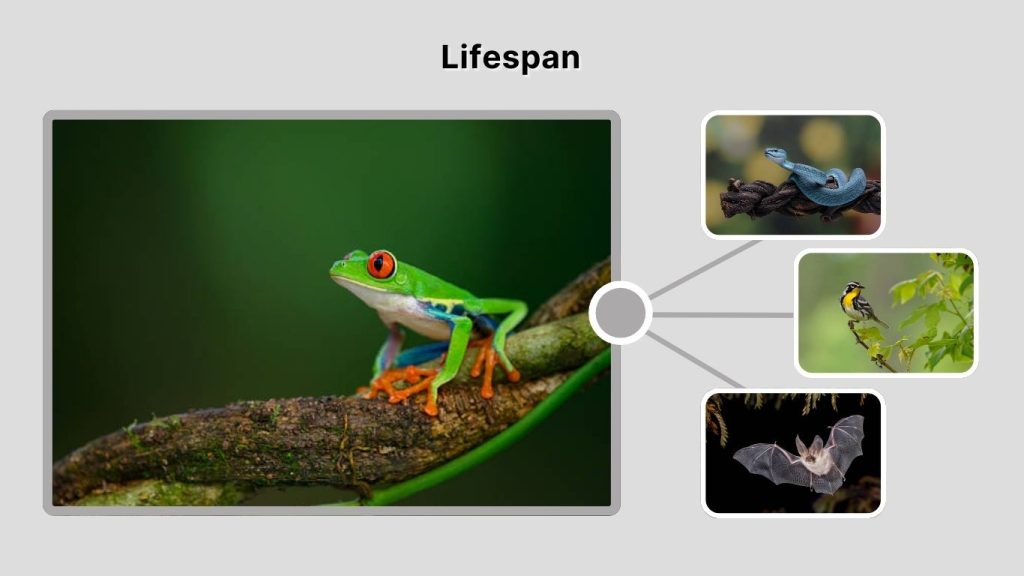 Lifespan