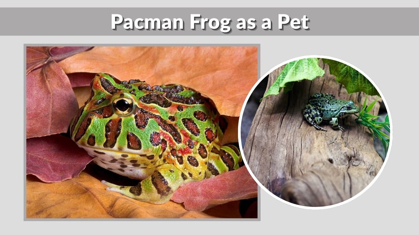 Pacman Frog: Size, Colors, Habitat, Diet & Lifespan Guide