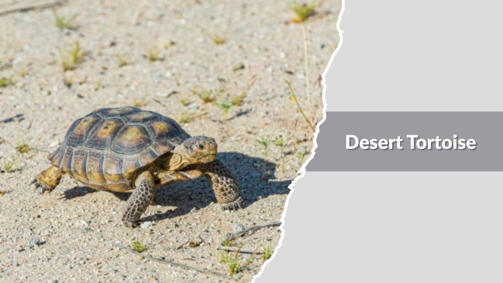 Desert Tortoise