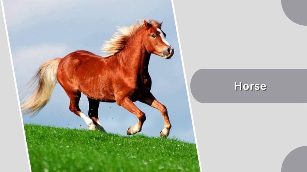 Horse