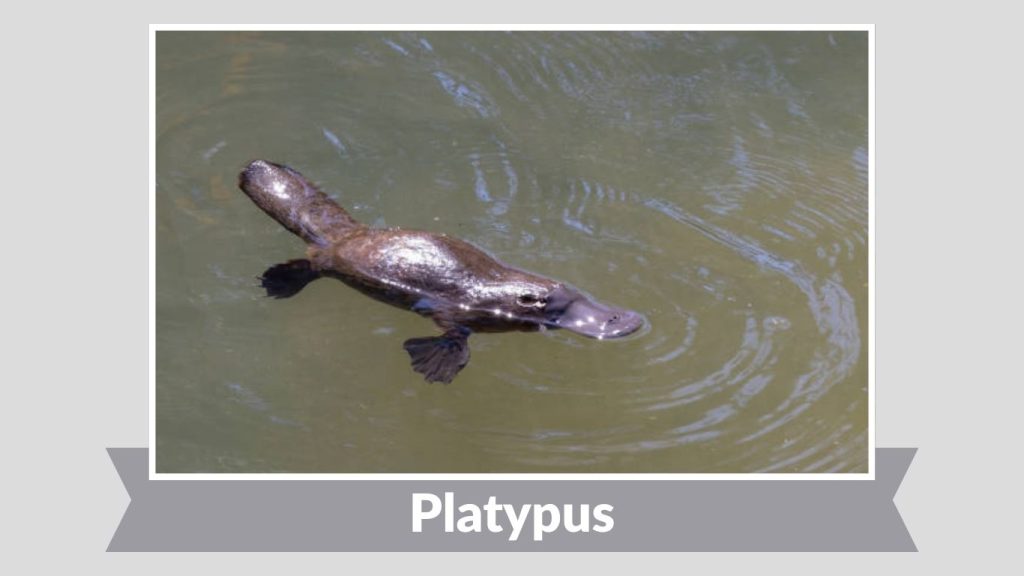 Platypus
