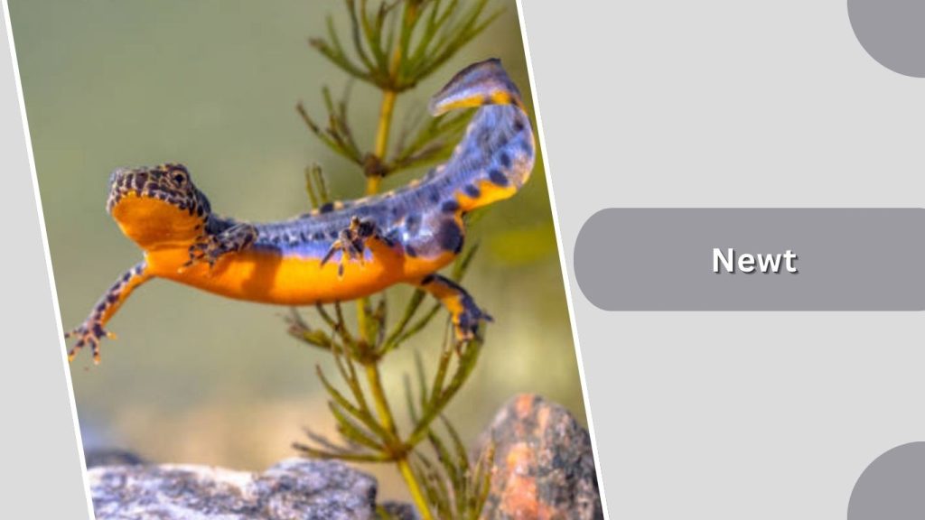 Newt