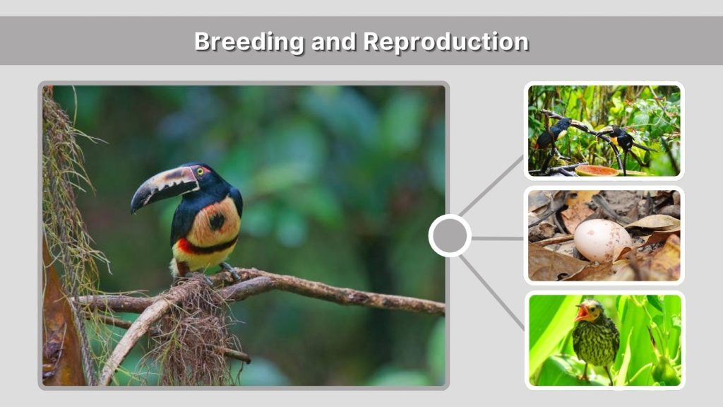 Breeding and Reproduction