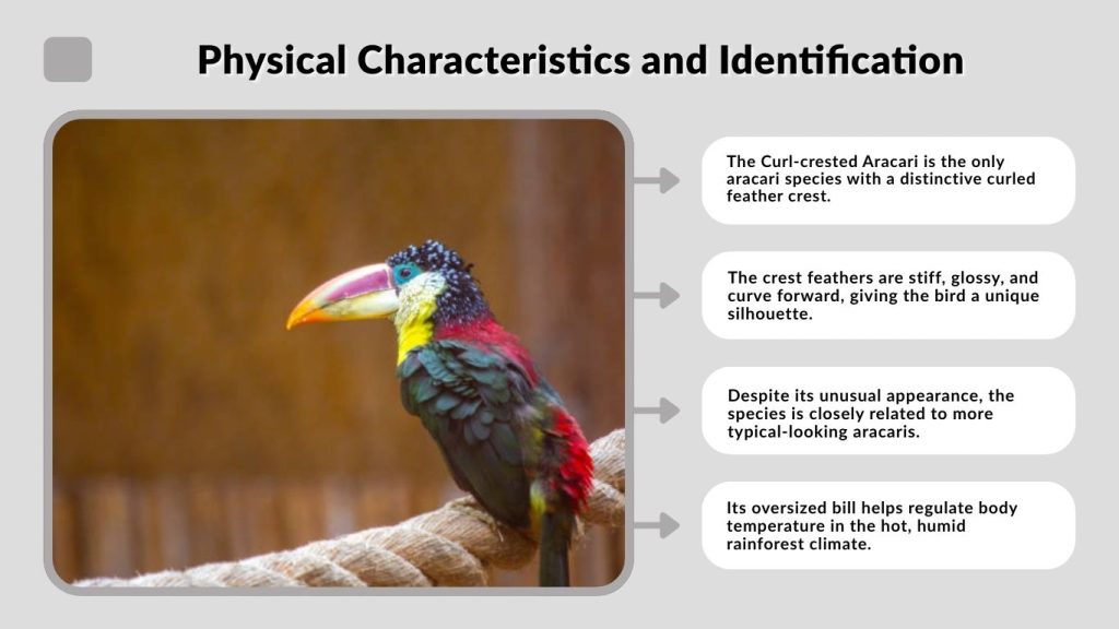 Fascinating Facts About the Curl-crested Aracari