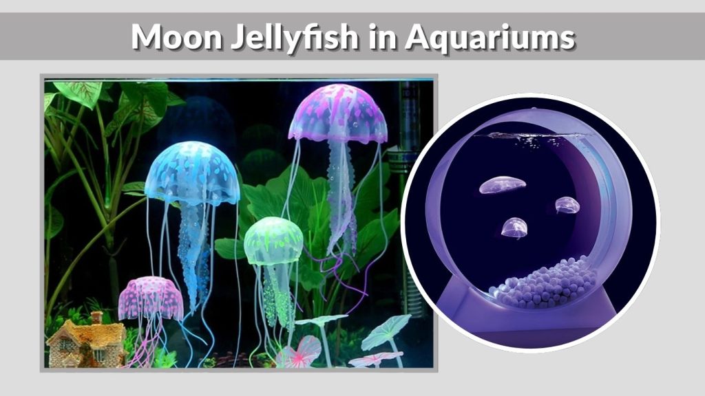 Moon Jellyfish in Aquariums