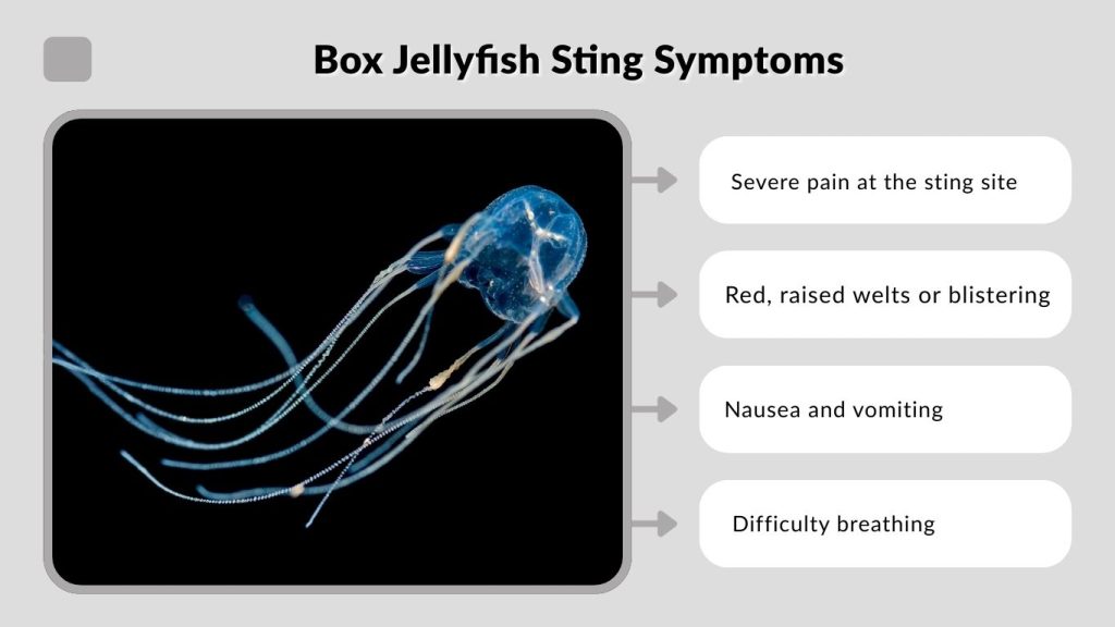 Box Jellyfish Sting Symptoms