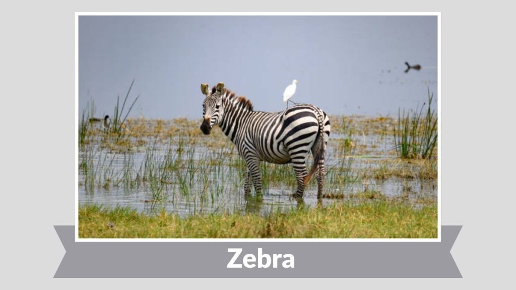 Zebra