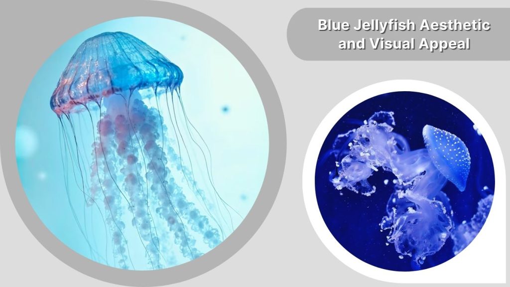 Blue Jellyfish Aesthetic and Visual Appeal
