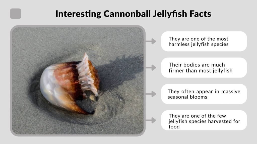 Interesting Cannonball Jellyfish Facts