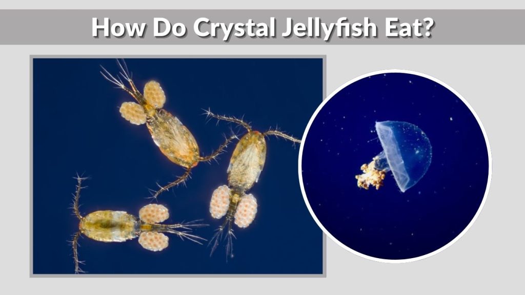 How Do Crystal Jellyfish Eat?