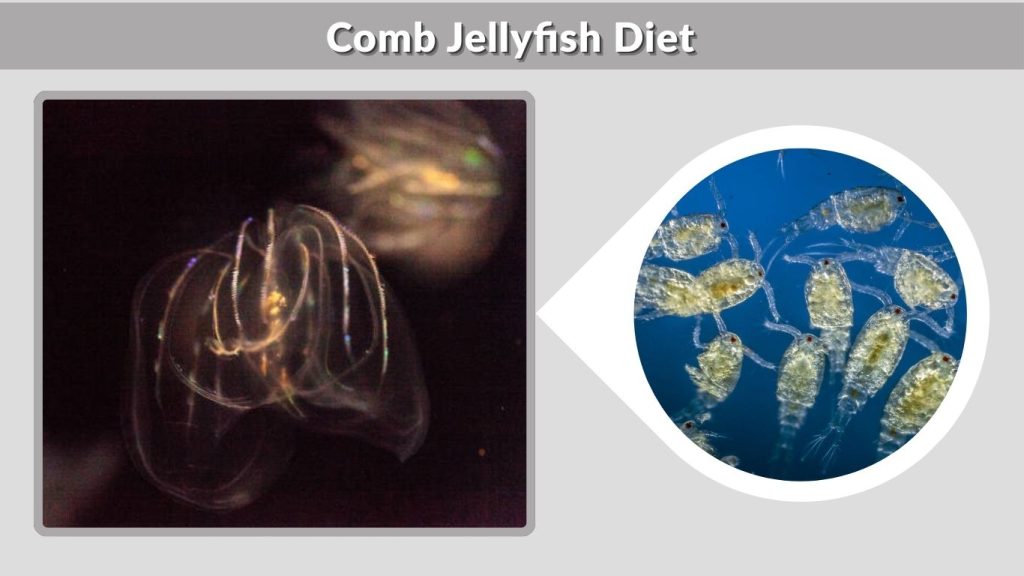 Comb Jellyfish Diet