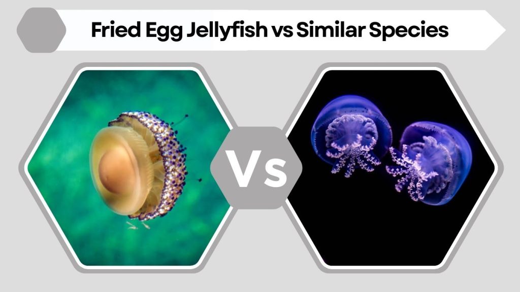 Fried Egg Jellyfish vs Similar Species