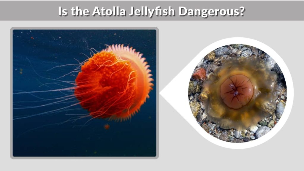 Is the Atolla Jellyfish Dangerous?