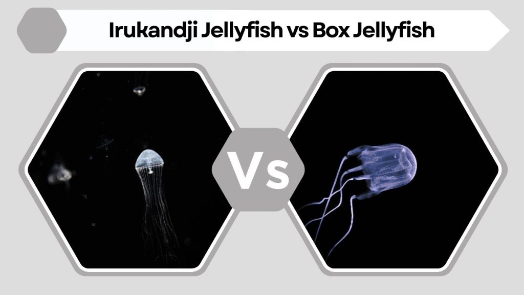 Irukandji Jellyfish vs Box Jellyfish